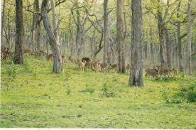 Saraswati Wildlife Sanctuary (Seonsar Forest)