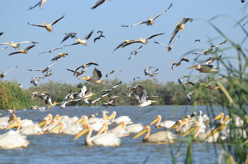 Pitti Bird Sanctuary