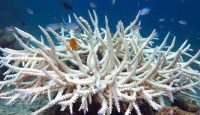 Coral Reefs Agatti Island