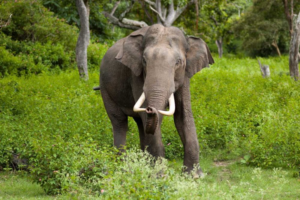 Kalesar National Park