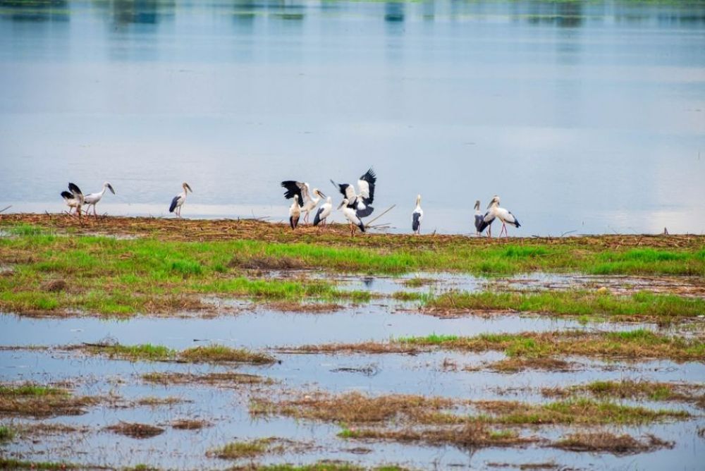 Bhindawas Bird Sanctuary