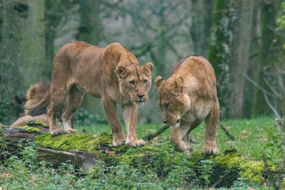 Thorangtlang Wildlife Sanctuary