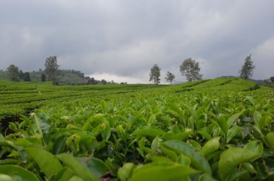 Nillai Tea Estate