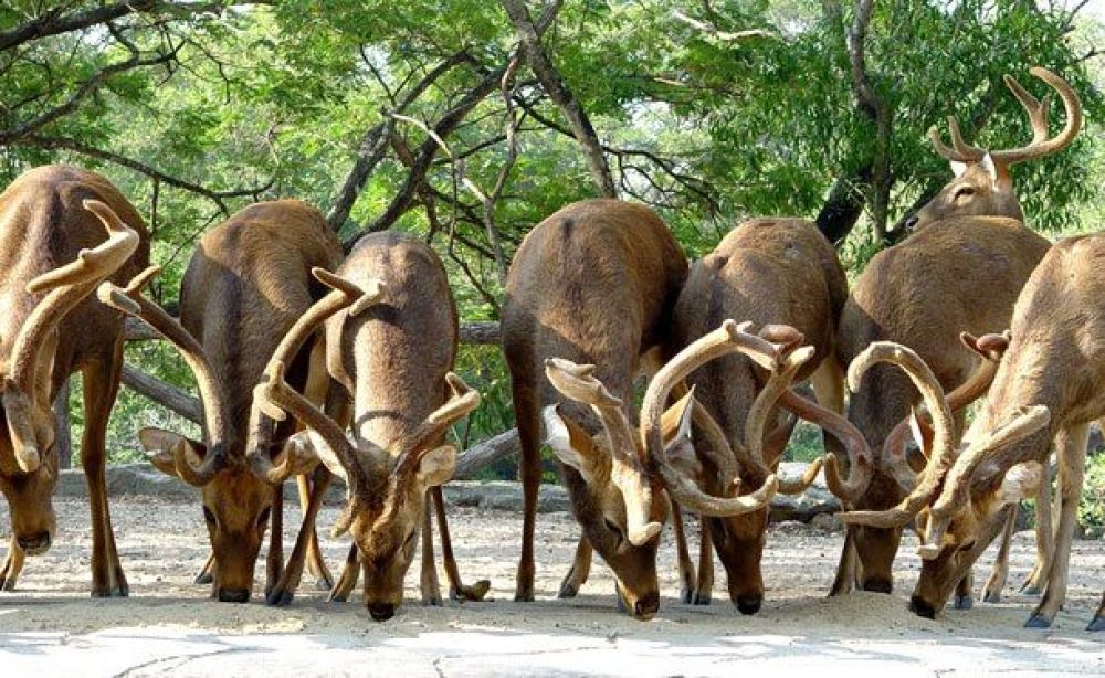 Keibul Lamjao National Park