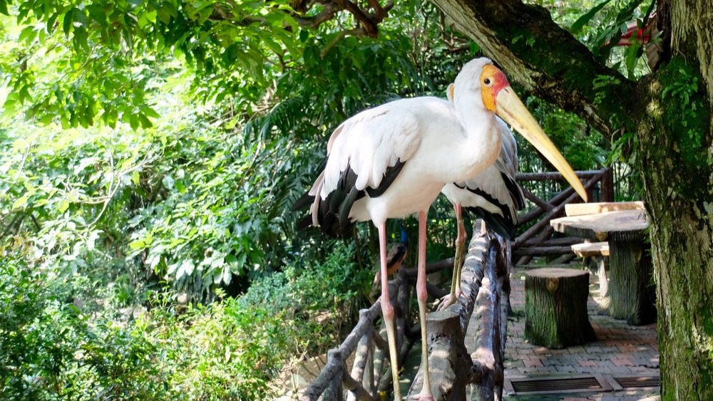 Kuala Lumpur Bird Park