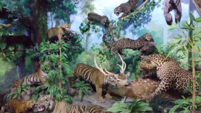 Rahmat International Wildlife Museum & Gallery