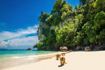 Monkey Beach