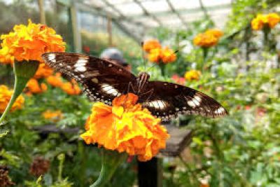 Cameron Butterfly Garden