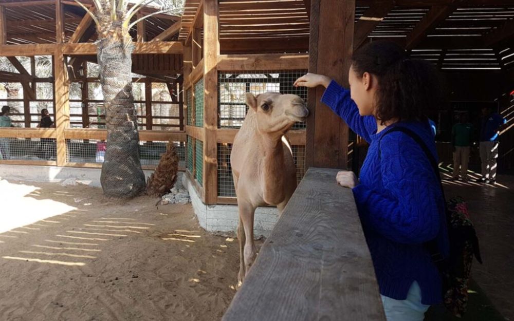 UAE Pygmy Zoo