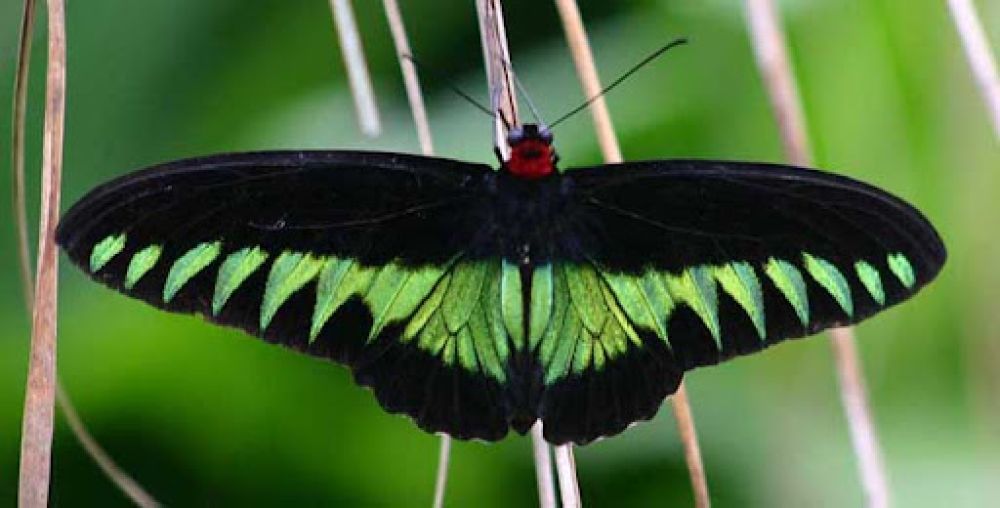 Cameron Highlands Butterfly Garden