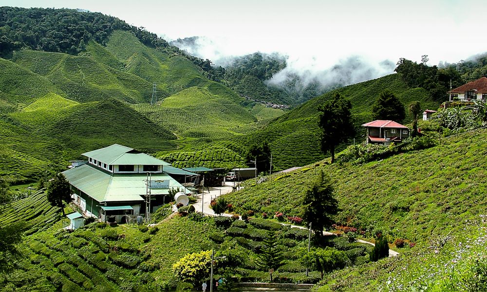 Cameron Highlands