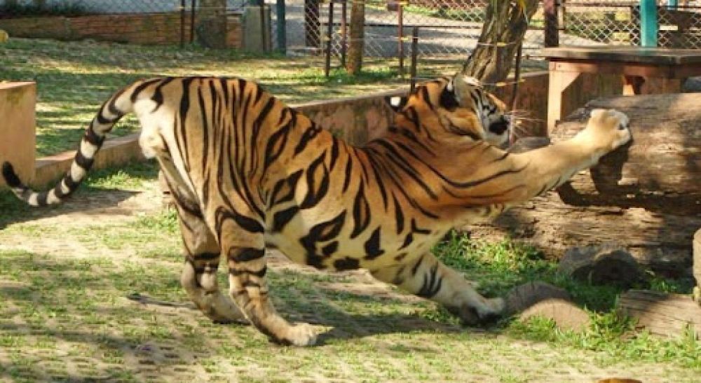 Tiger Kingdom Chiang Mai