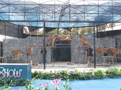 Samui Aquarium & Tiger Show