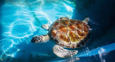 Bentota Sea Turtle Conservation Project