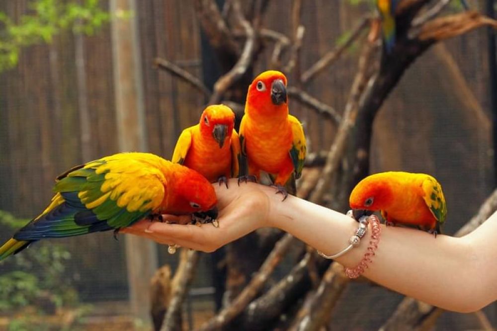 Villages To Visit Near Phuket Bird Park (Phuket) In 2024