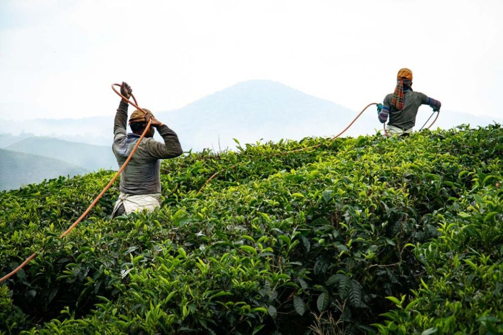 Boh Tea Plantation