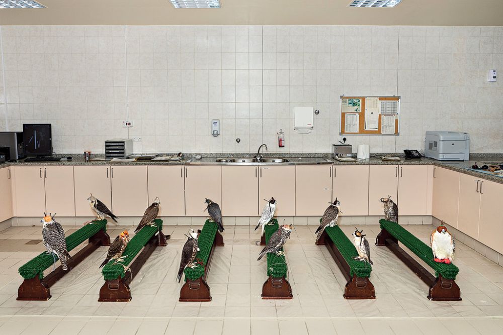 Abu Dhabi Falcon Hospital