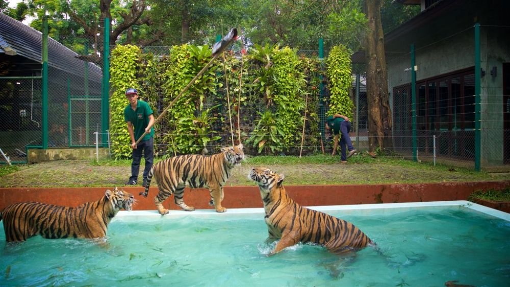 Tiger Kingdom