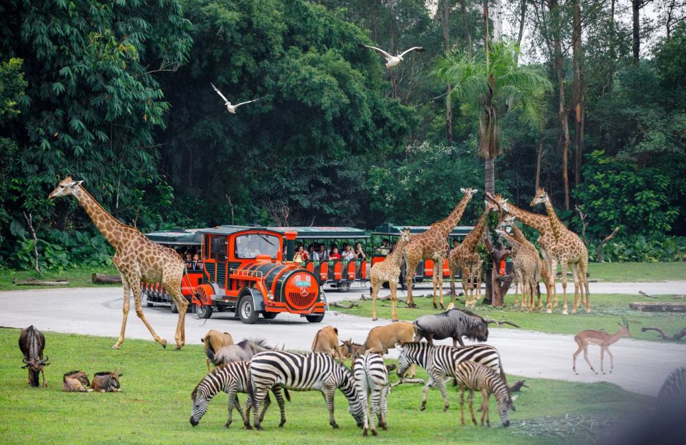 Chimelong Safari Park