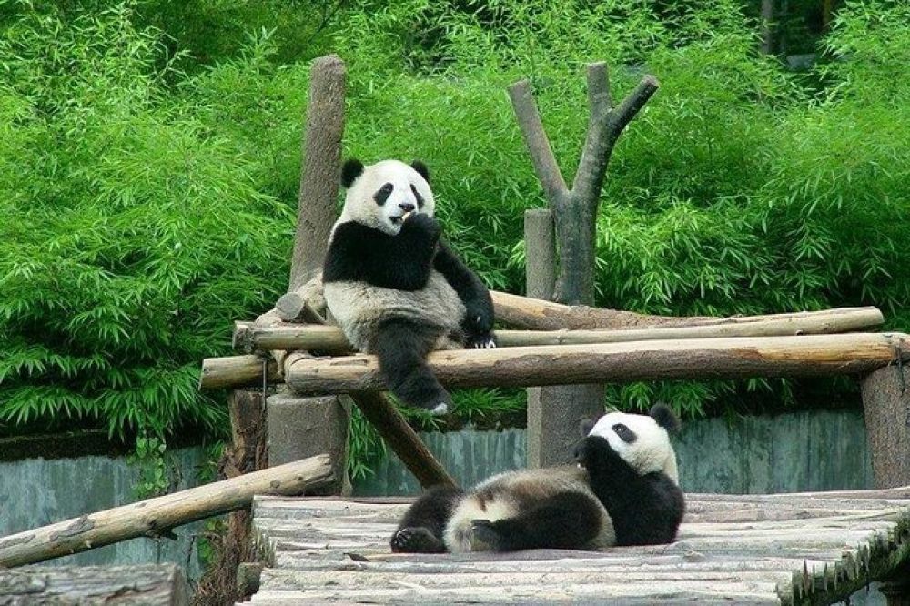 Best Time To Visit Beijing Zoo (Beijing) In 2024 - 2025