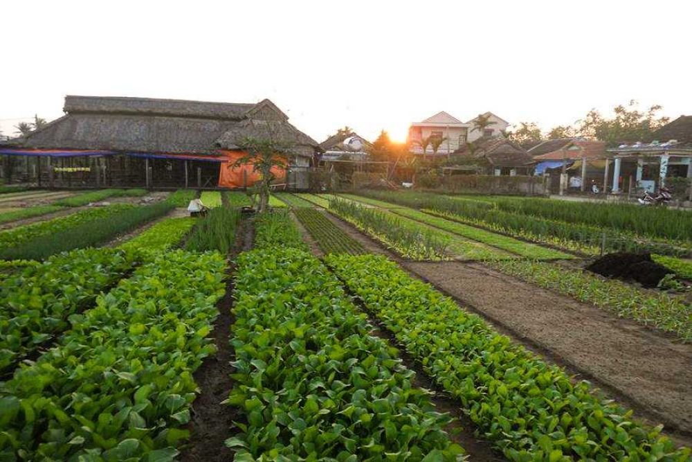 Tra Que Vegetable Village