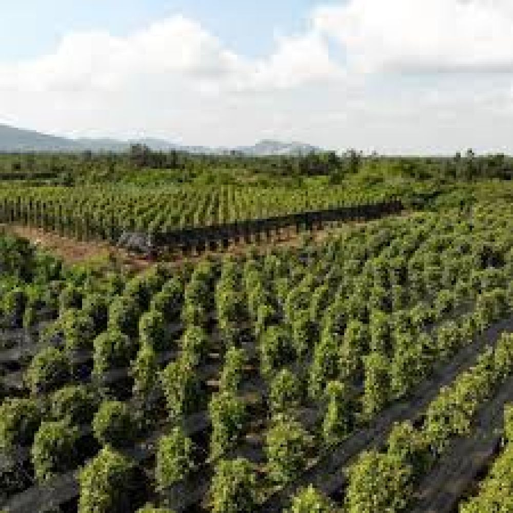 Kampot Pepper Plantations