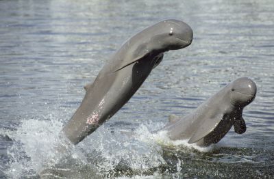 Mekong River Dolphin Site