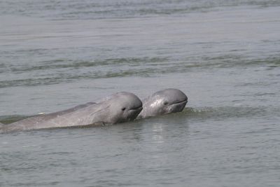 Irrawaddy dolphins in the Mekong River