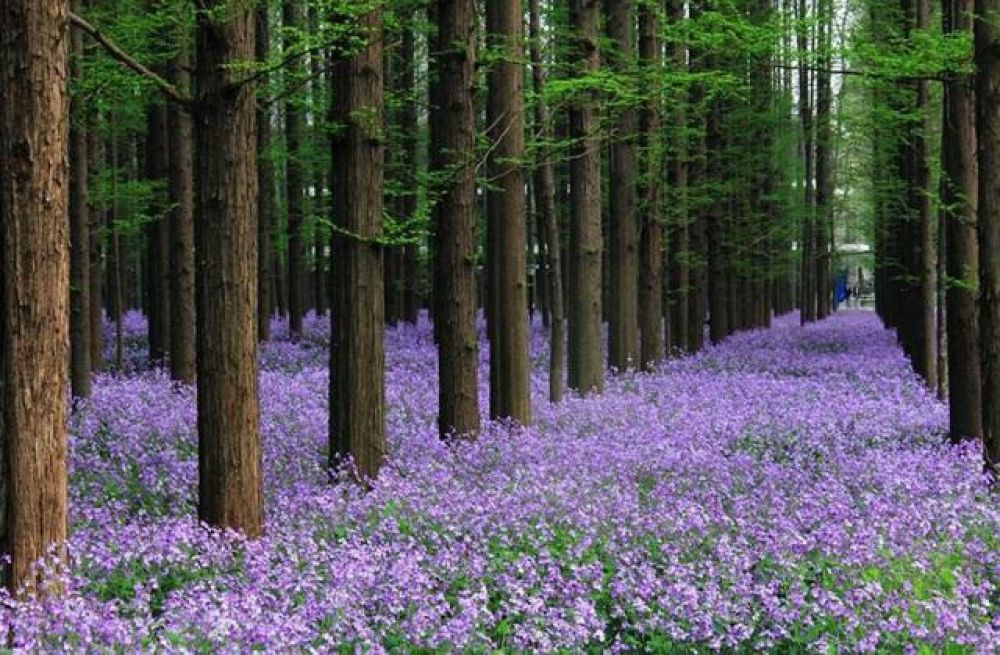 Purple Mountain (Zijin Shan)