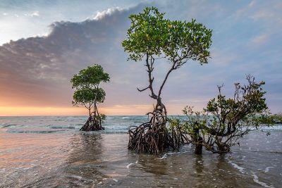 Mangrove Forests