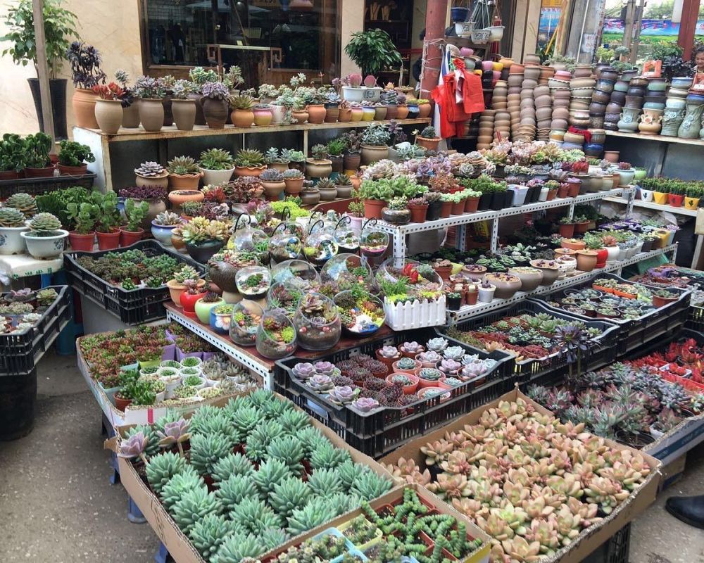 Kunming Flower and Bird Market