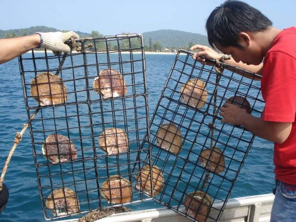 Phu Quoc Pearl Farm