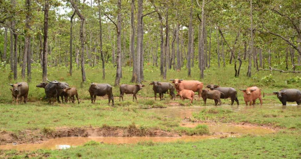 Lumphat Wildlife Sanctuary