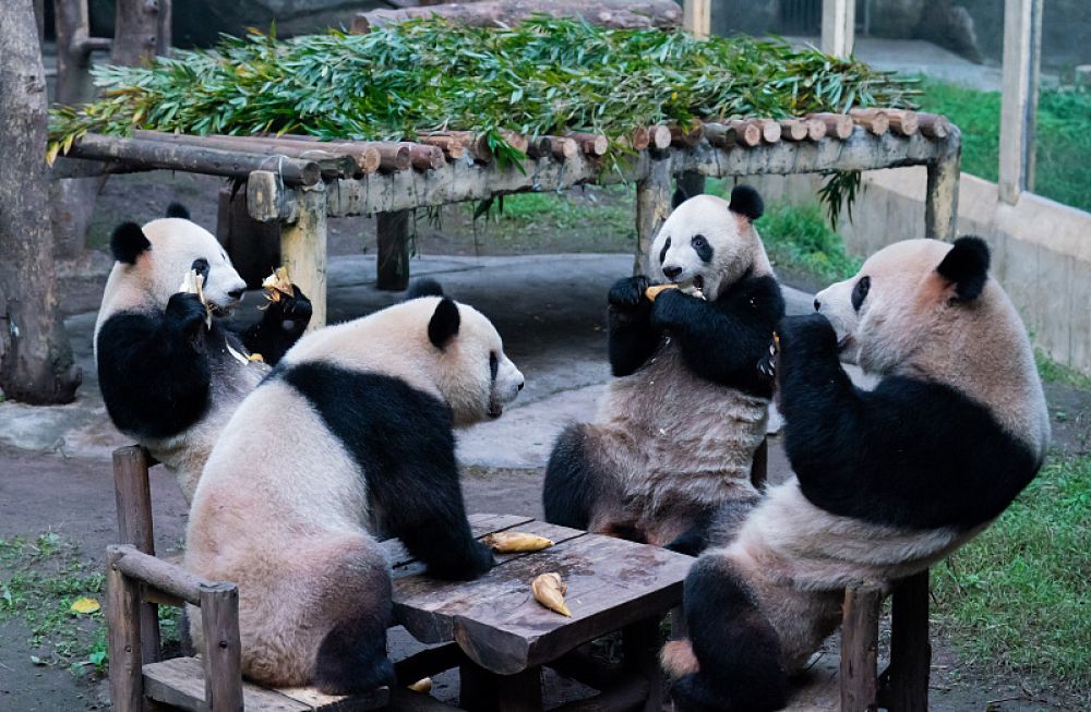 Chongqing Zoo