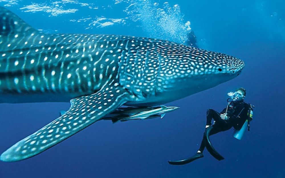 Whale Shark Diving