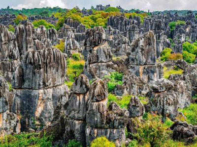 Stone Forest