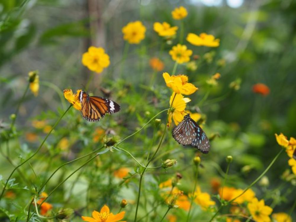 Kep Butterfly Farm