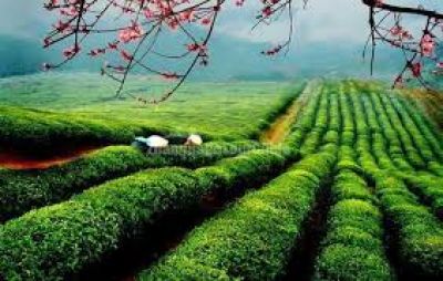 Longjing Tea Plantations