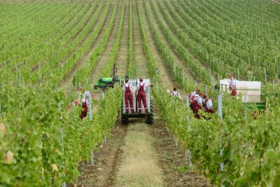 Meysari Vineyards