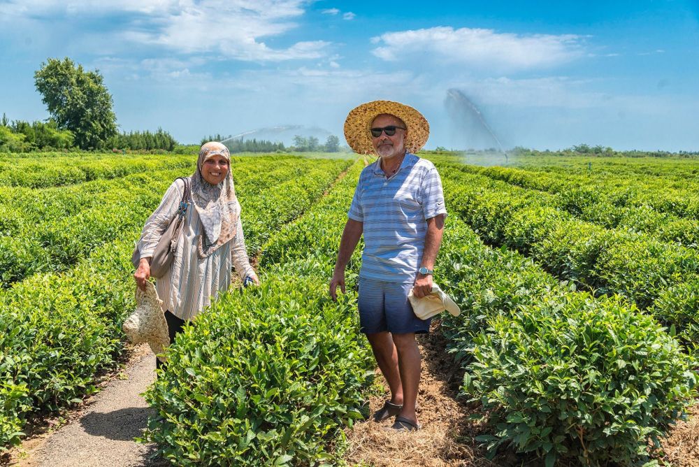 Tea Plantation Goygol