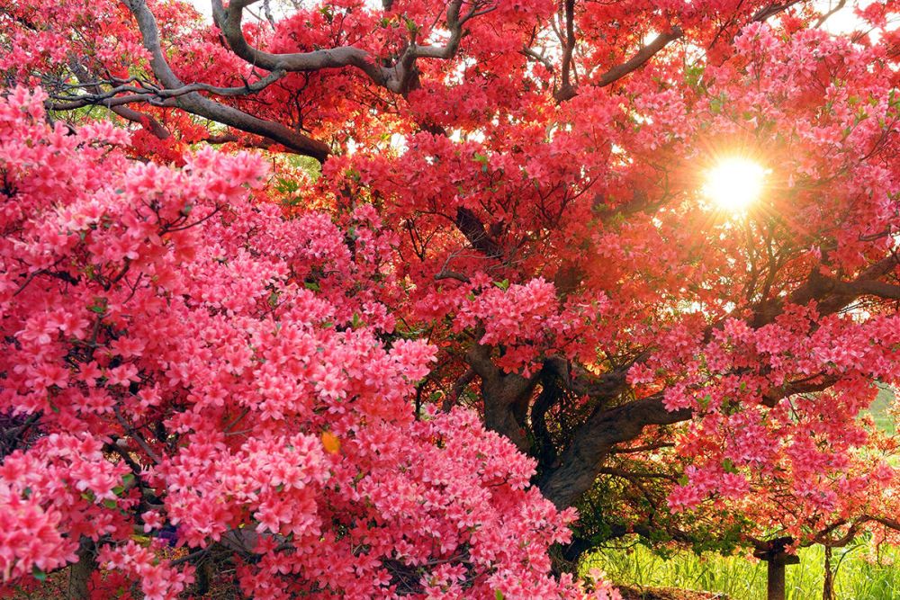 Tsutsujigaoka Park