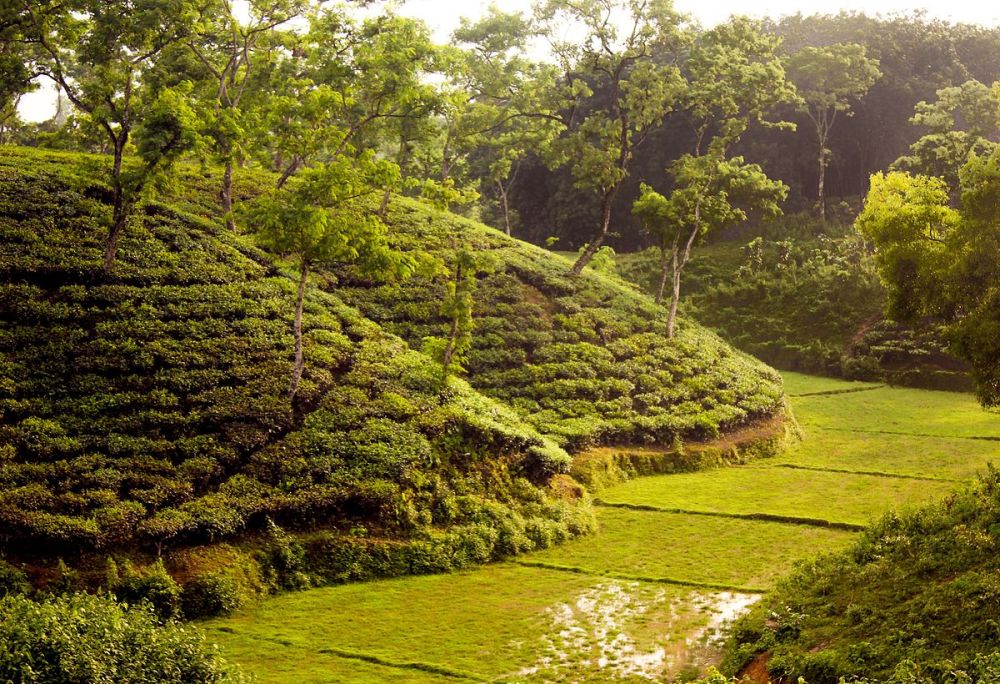 Srimangal Tea Gardens