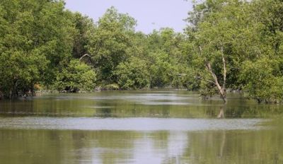 Sundarbans Mangrove Forest