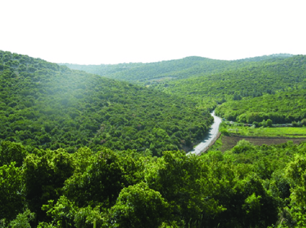 Ajloun Forest Reserve