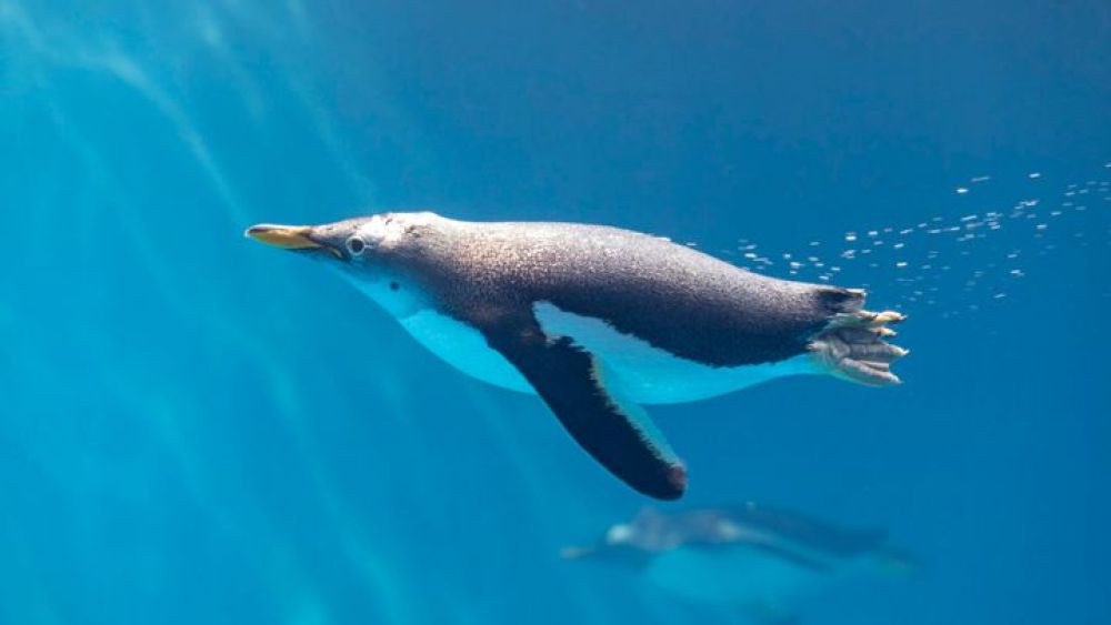 Nagasaki Penguin Aquarium