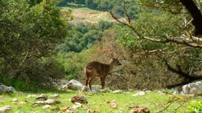 Ajloun Wildlife Reserve