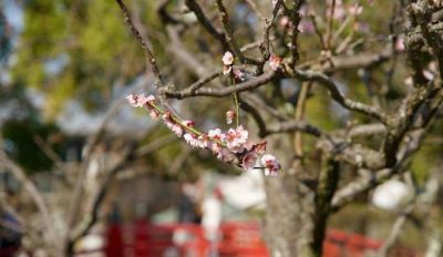 Dazaifu Tenmangu Shrine