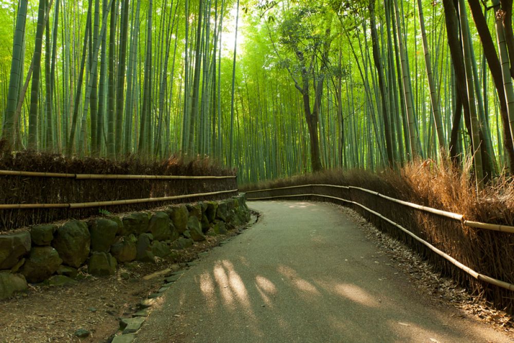 Arashiyama Bamboo Grove