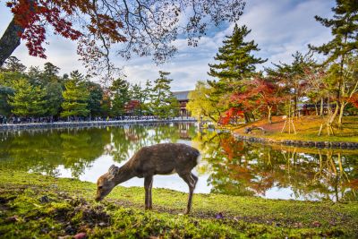 Nara Park