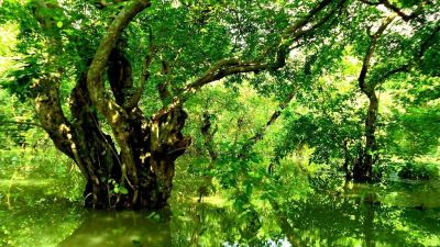 Ratargul Swamp Forest